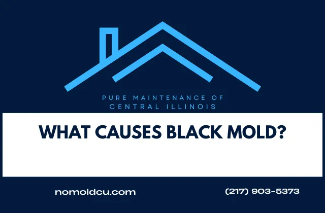 What Causes Black Mold?