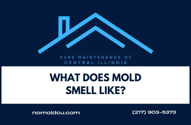 What Does Mold Smell Like? Identifying & Differentiating Musty Odors