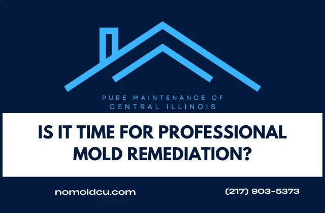 Professional Mold Remediation: When to Call for Help?