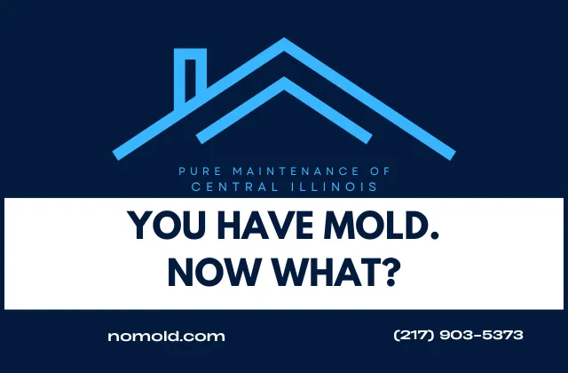 There’s Mold in Your Home. Now What?