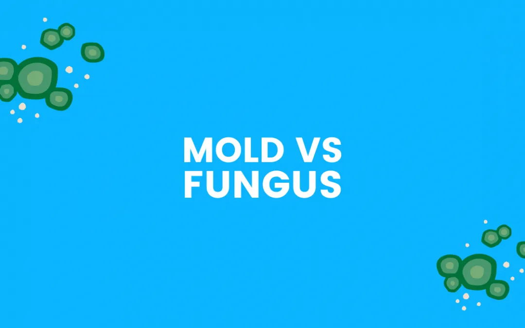Mold vs. Fungus