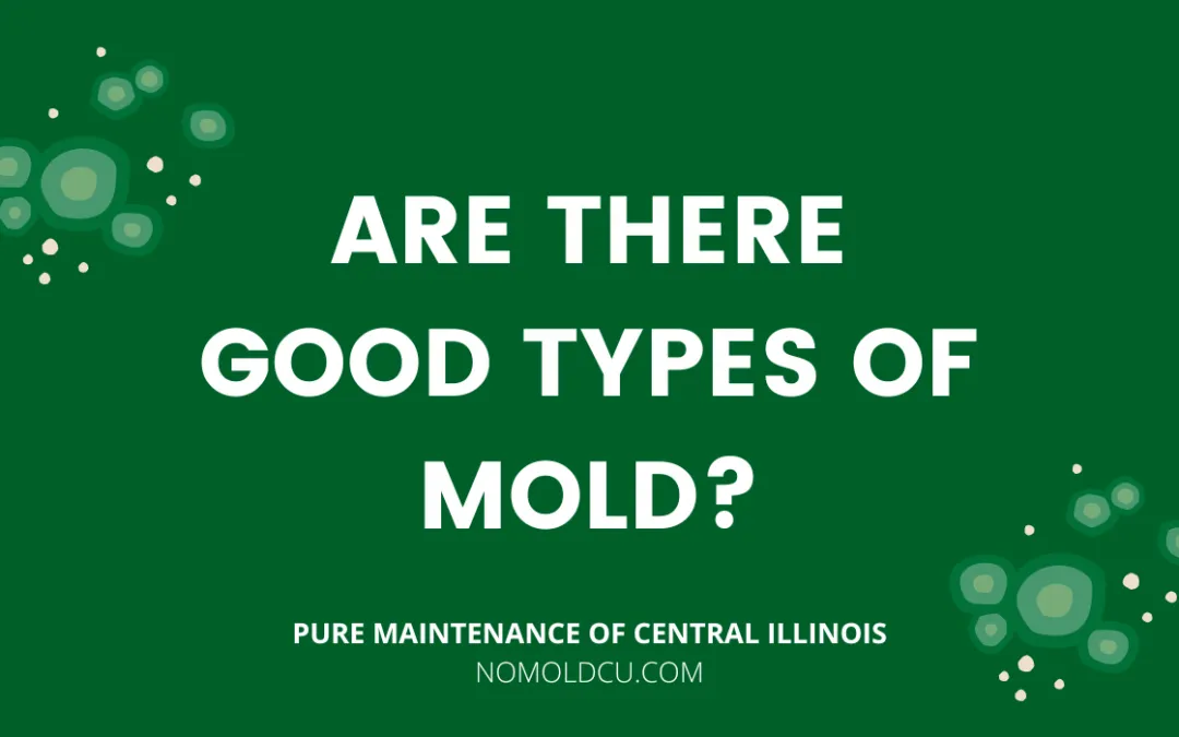 Are There Good Types of Mold?