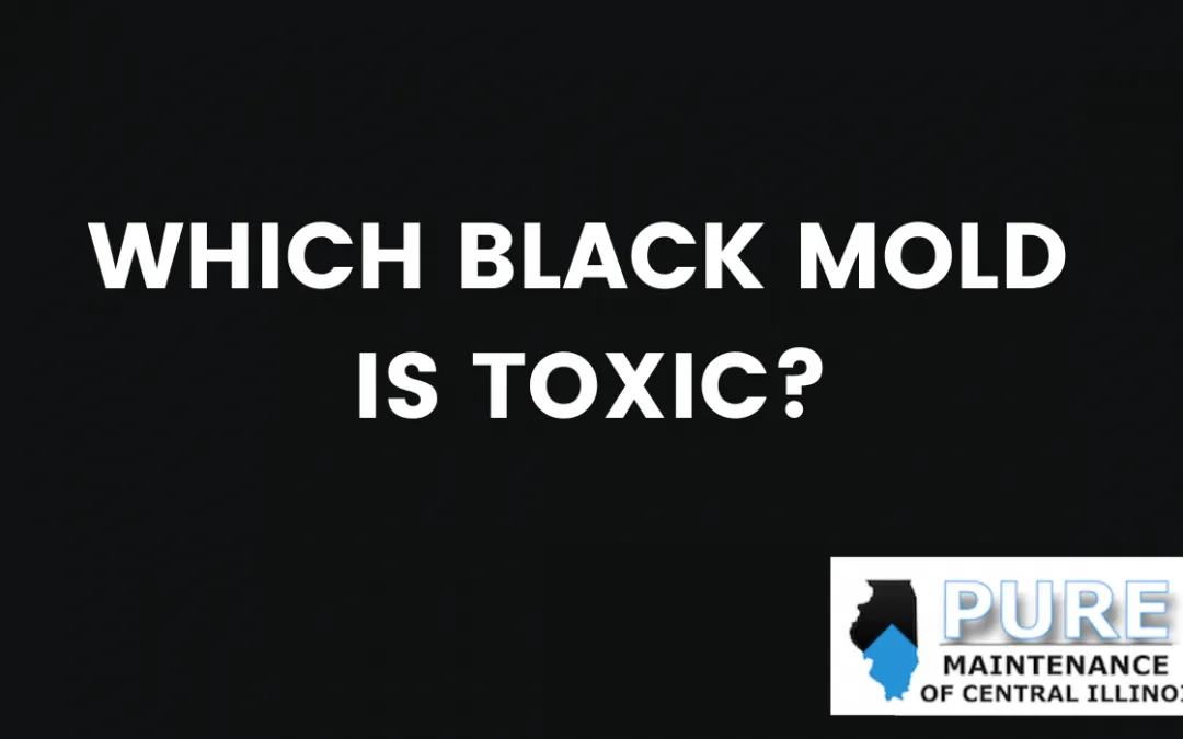 Which Type of Black Mold is Toxic?