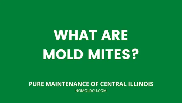 Do You Have Mold Mites?