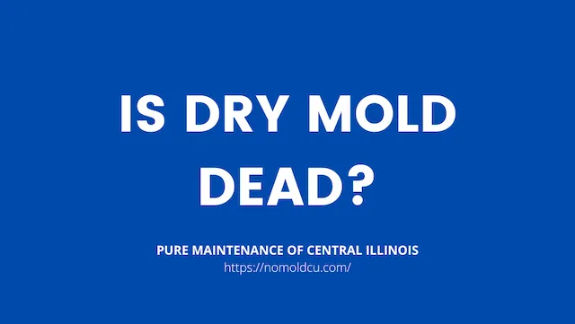 Does Mold Die When It Is Dry?