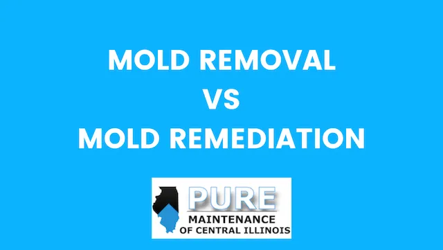 Mold Removal vs. Mold Remediation