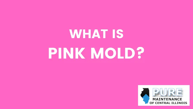 What is Pink Mold?